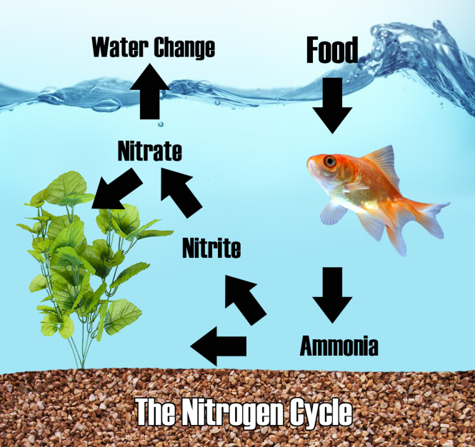nitrogencycle